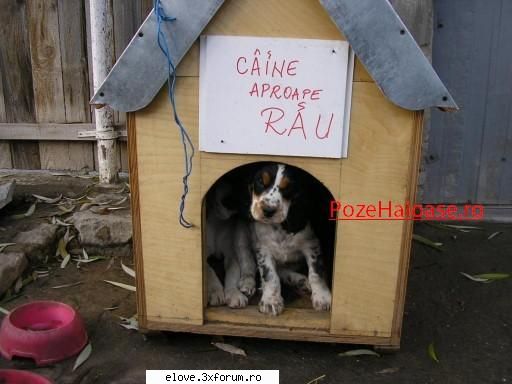 nu stiu cum o fi asta... dar sper sa va placa caine aproape rau