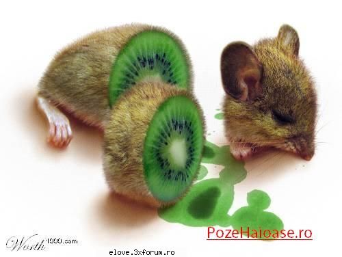 daca  mai mancati kiwi dupa asta :nod: soricel feliat